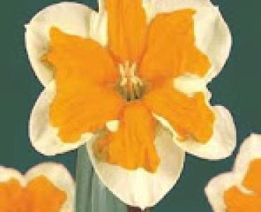 Нарцис (Narcissus) Orangery